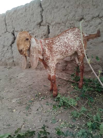desi Bakra for sale(O347:56:44:26O)