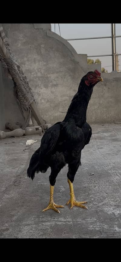 Lasani aseel miawali