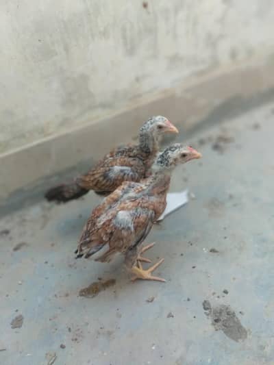1 aseel hen and 2 chicks aseel