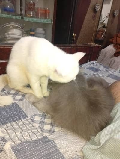 Ghar Ki Padi Hui Hai free adopt ke liye hai