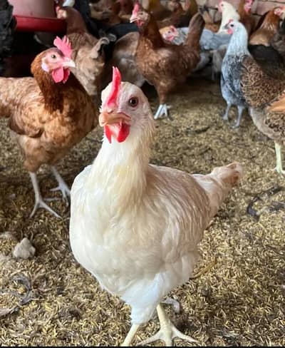 eggs laying hen