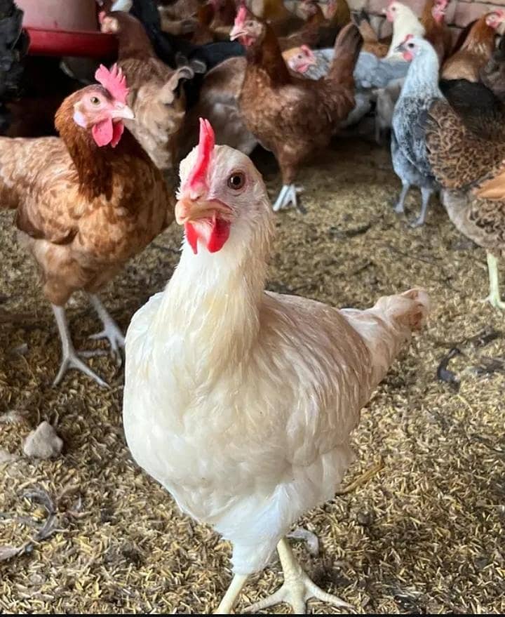 eggs laying hen 0