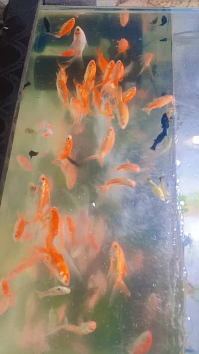 Aquarium for sale with fishes 03115710451