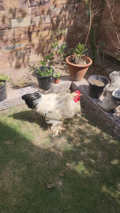 light brahma male for sale