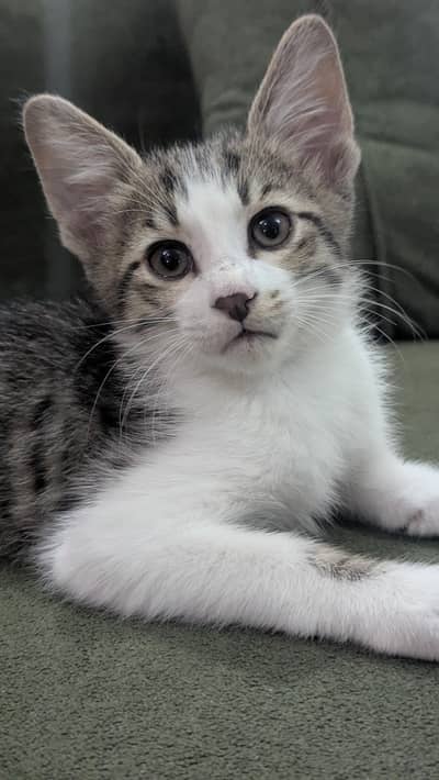 cute female kitten for adoption