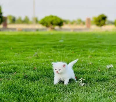 Persian kitten for sale