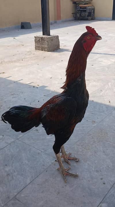 BURMI PAKOYA urgent sale WHTSAP 03090912503