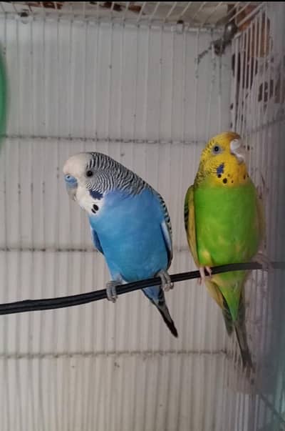 Budgies Pair adult/Breeder 100%