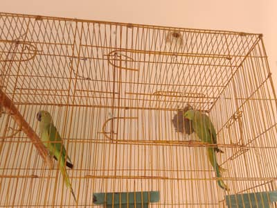 Green Parrot, Lovebirds , Finches