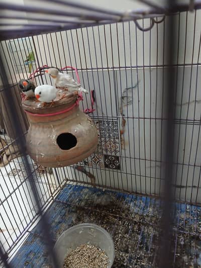 zebra finches hn munasib keemat me