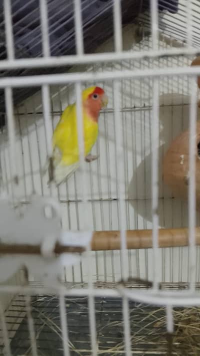 lateno red eyes