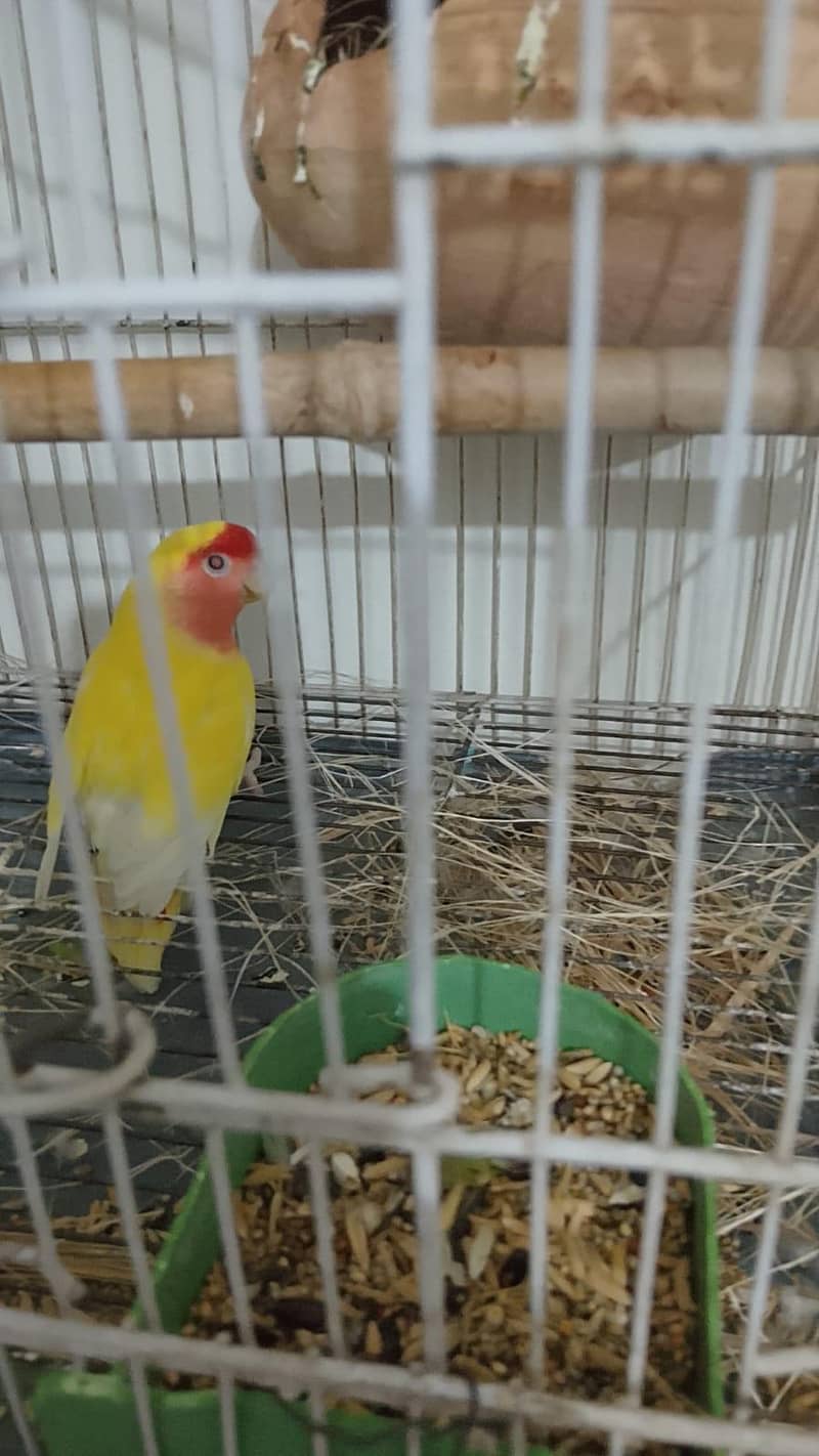 lateno red eyes - Parrots - 1120902247