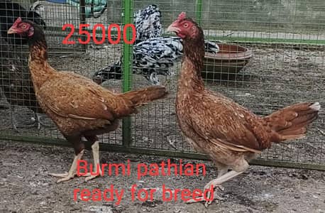 Pure Burmi pathian and pure thai pathian.