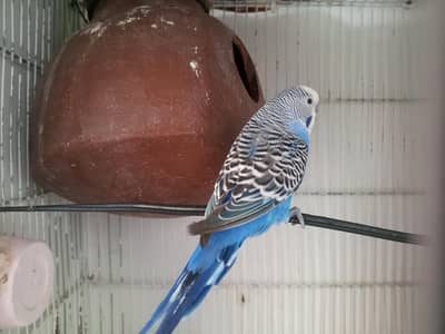 Budgies Pair adult/Breeder 100%