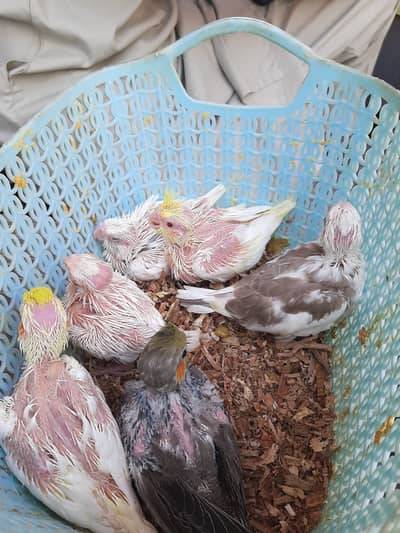 Asalam o Alikum I am selling my home breed cockatiel/Cocktail chicks