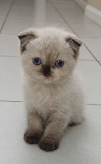 Scottish Fold Seal Point Shorthair Kitten