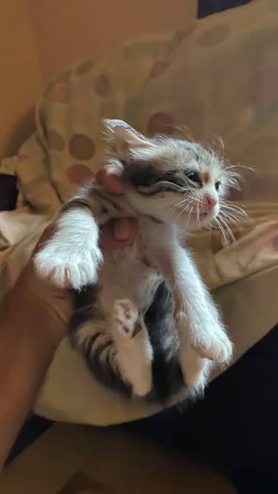 person kitten for sale
