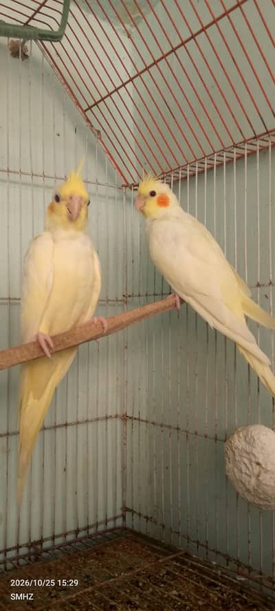Beautiful Lutino Cockatiels for Sale!
