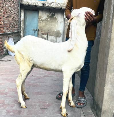 rajan puri cross bakri
