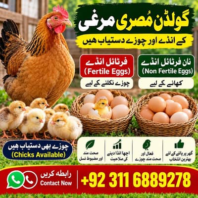 Golden Misri eggs(fertile and non fertile) 100% freah eggs