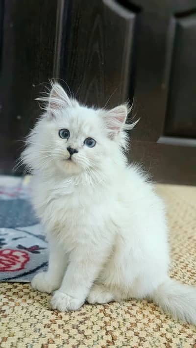 Double coat Persian kitten