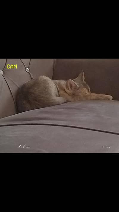 pregnant cat for adoption