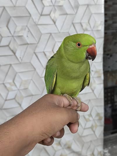 Tame parrot