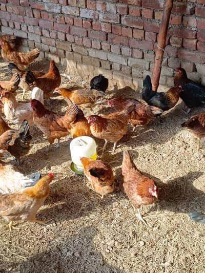 Hens.