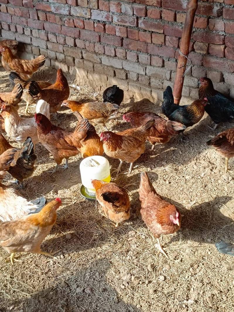 Hens. 0