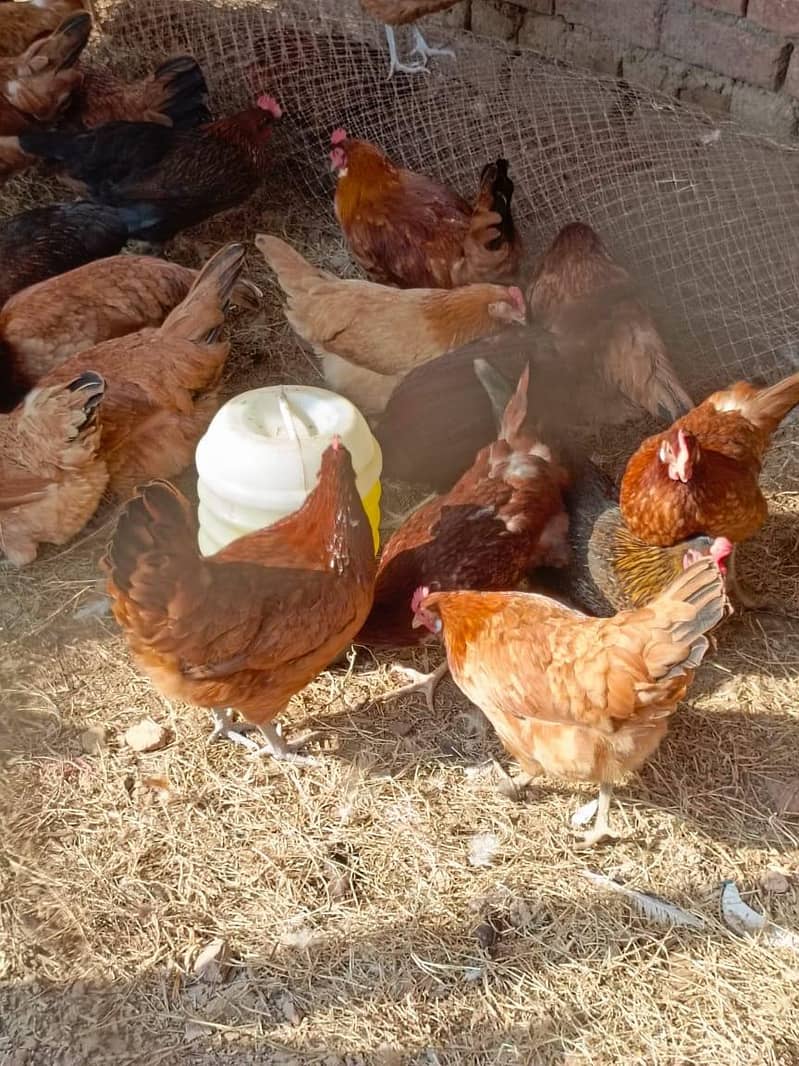 Hens. 1