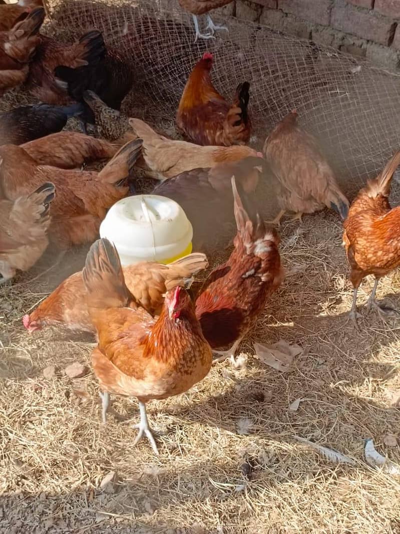 Hens. 2