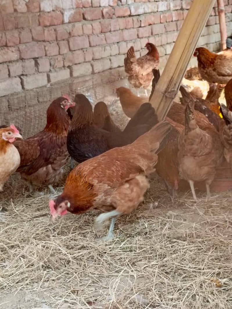 Hens. 3