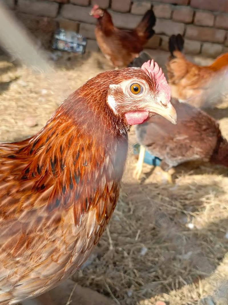 Hens. 4