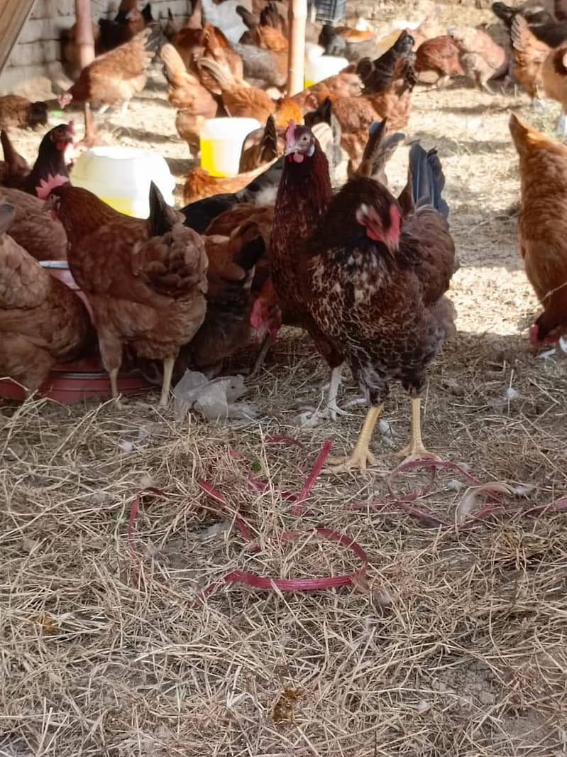 Hens. 5