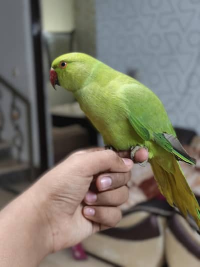 Hand tame parrot
