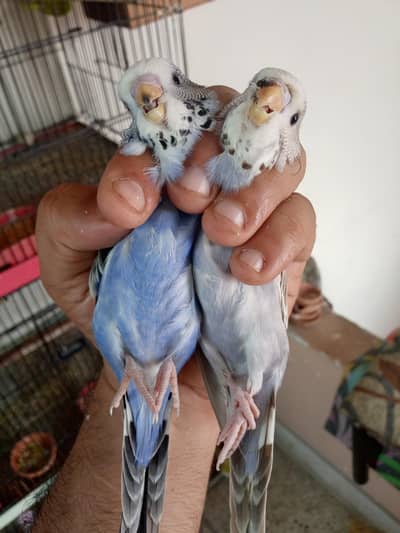 EXIBITION SIZE BUDGIEE CHICKS
