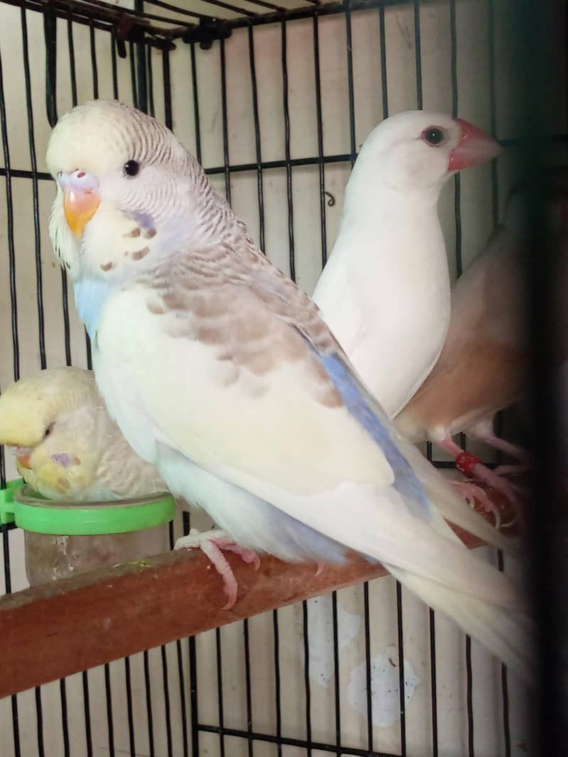 EXIBITION SIZE BUDGIEE CHICKS 1