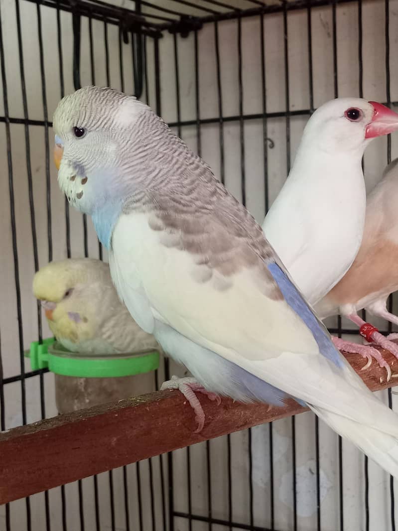EXIBITION SIZE BUDGIEE CHICKS 2