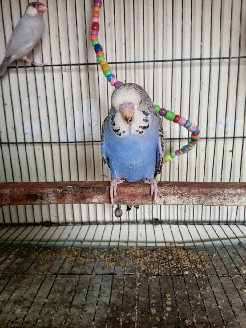 EXIBITION SIZE BUDGIEE CHICKS 7