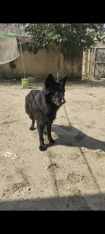 black German shepherd