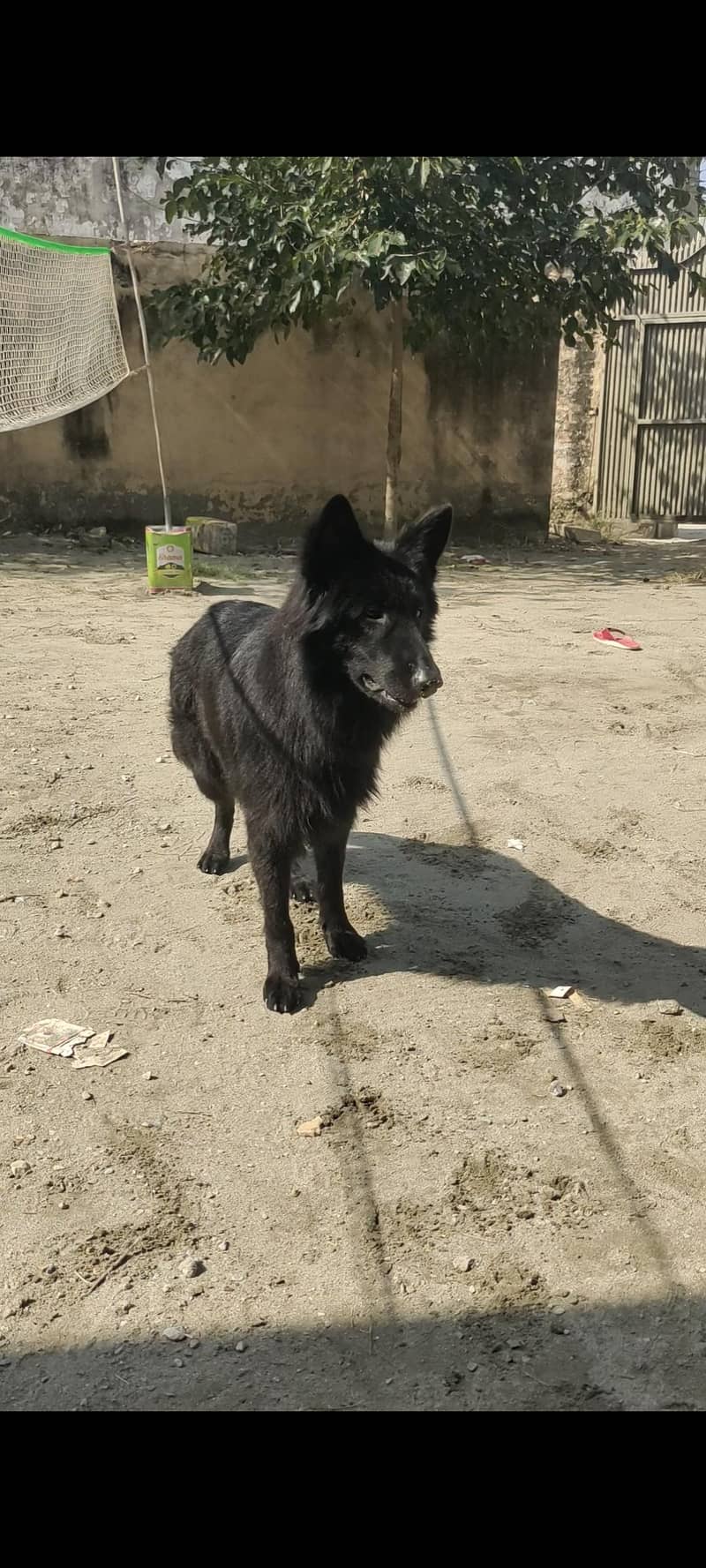black German shepherd 0