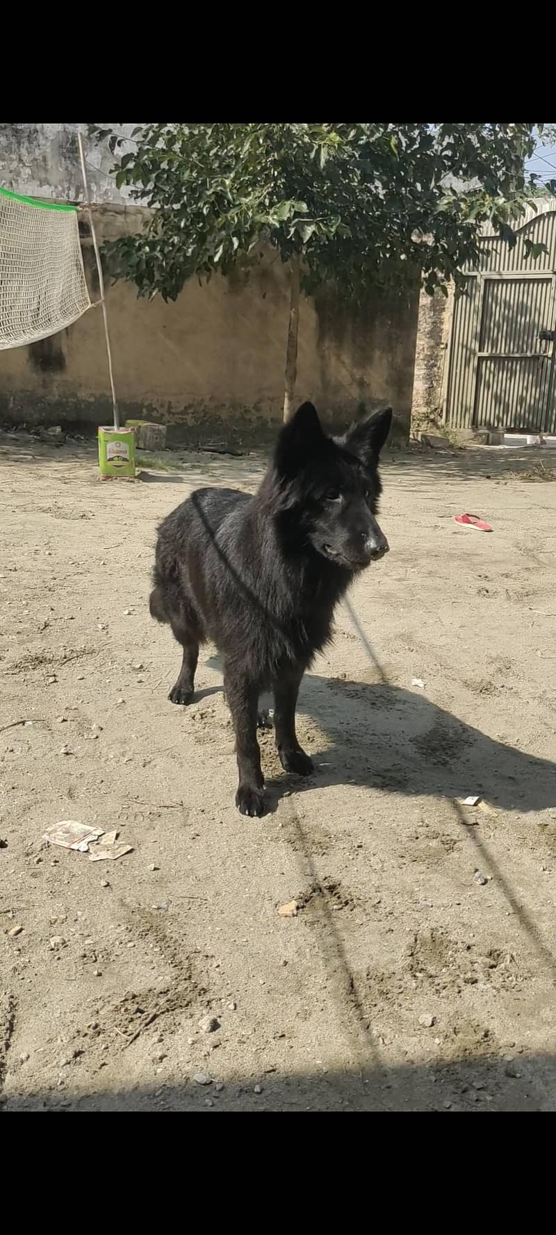 black German shepherd 1
