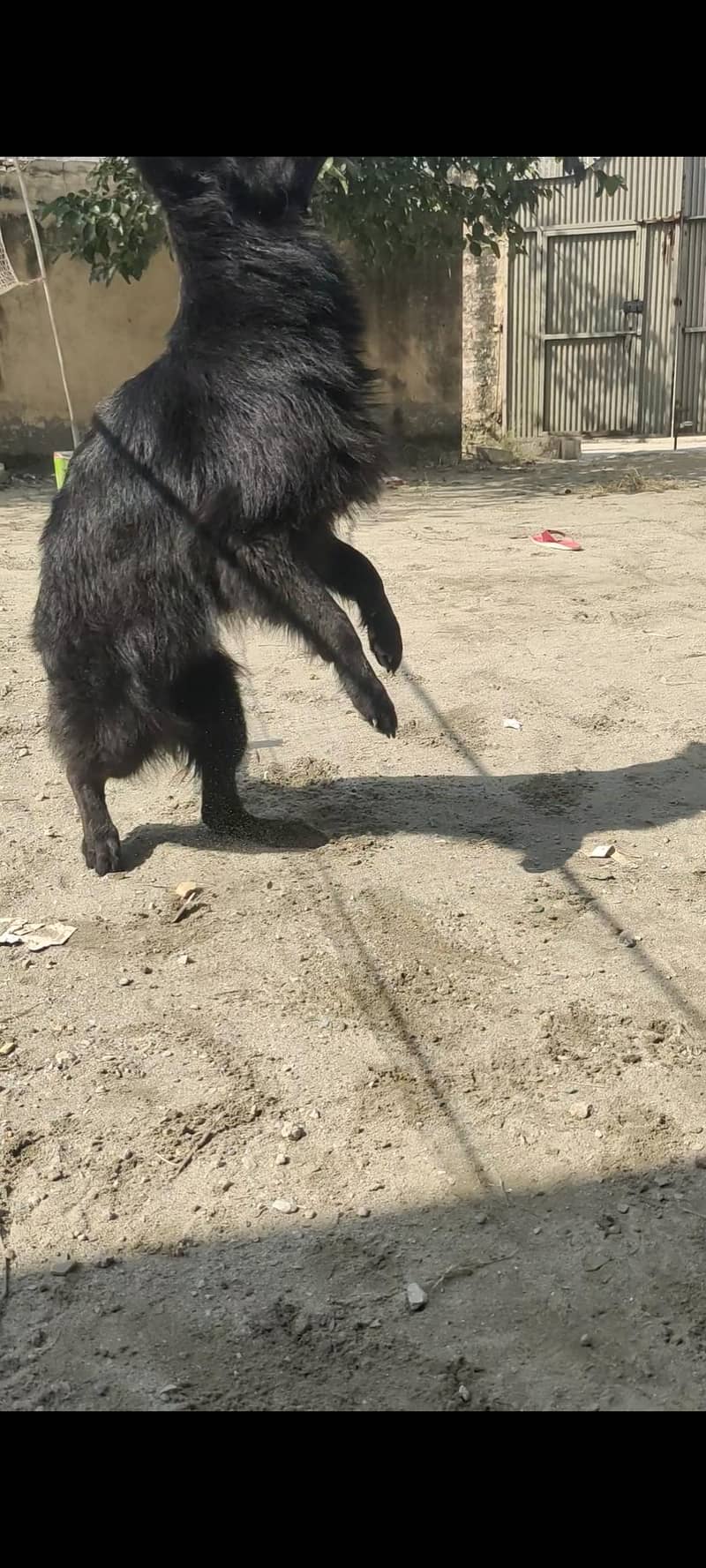 black German shepherd 2