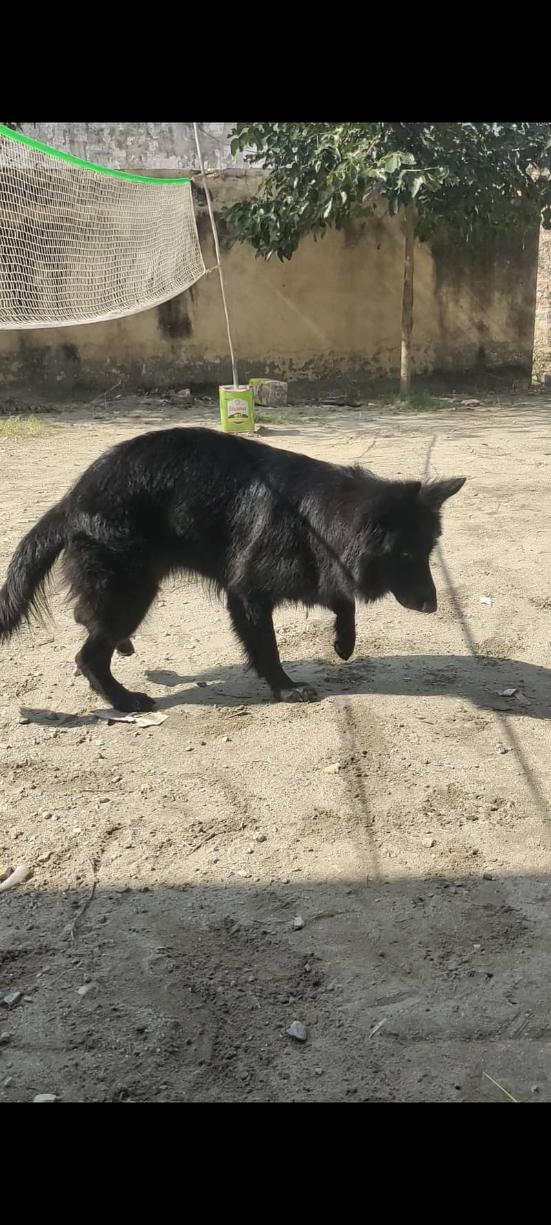 black German shepherd 3
