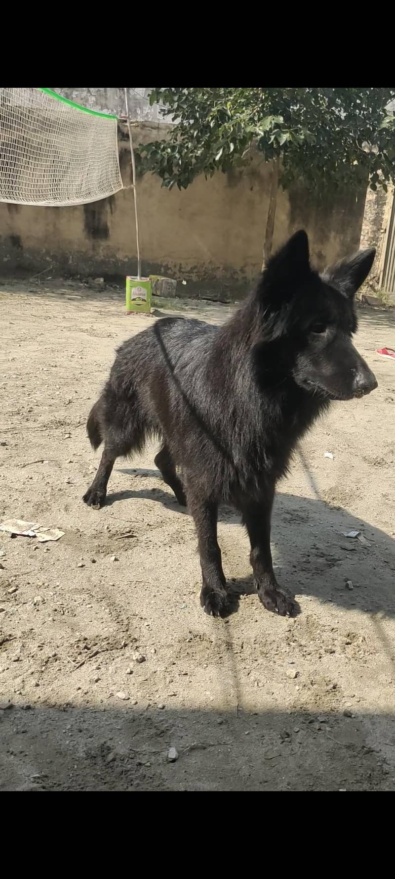 black German shepherd 4