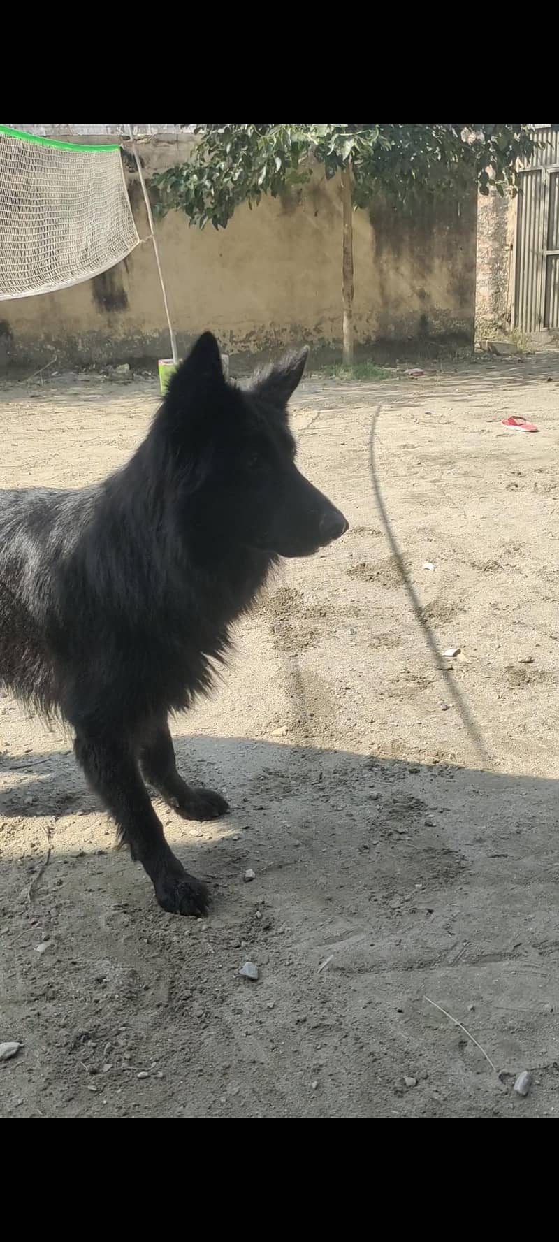 black German shepherd 5