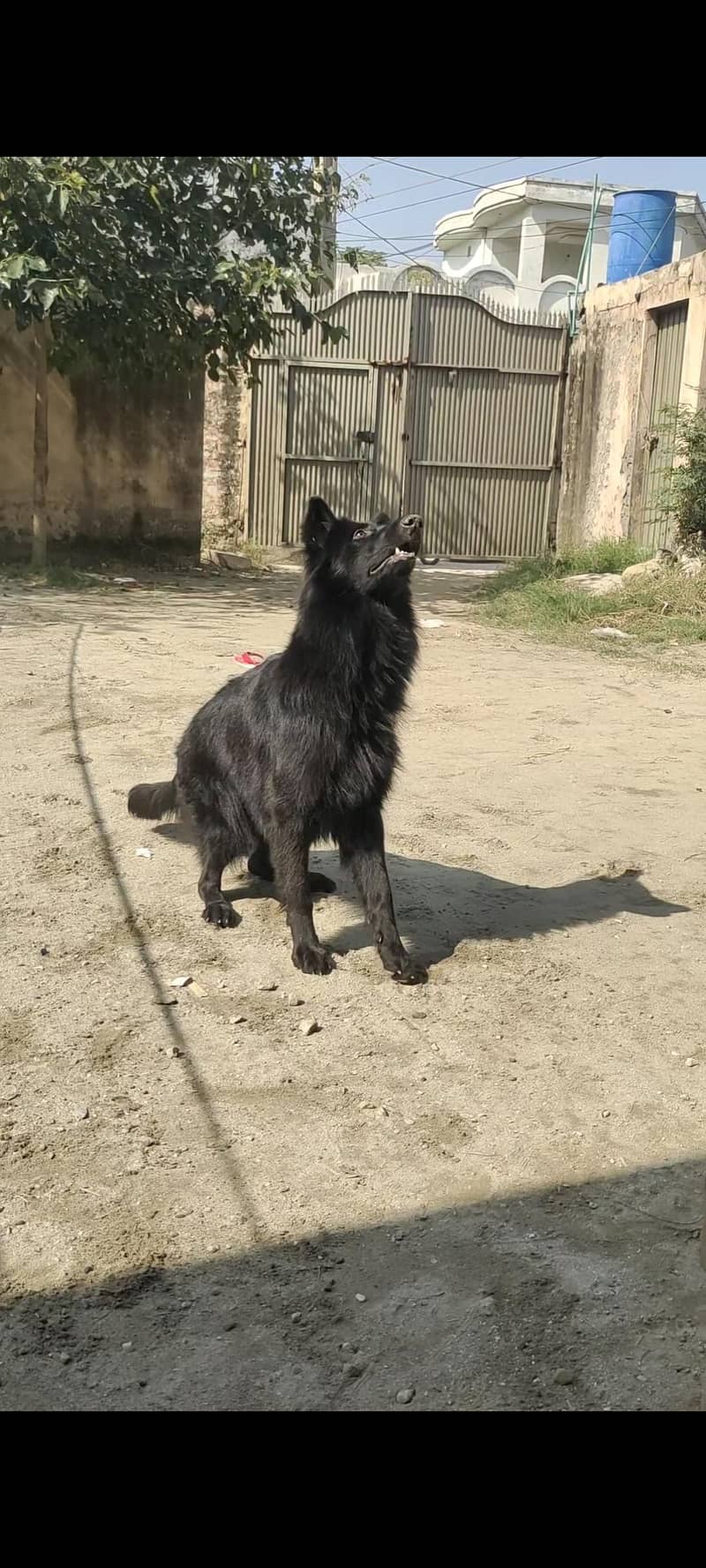 black German shepherd 6