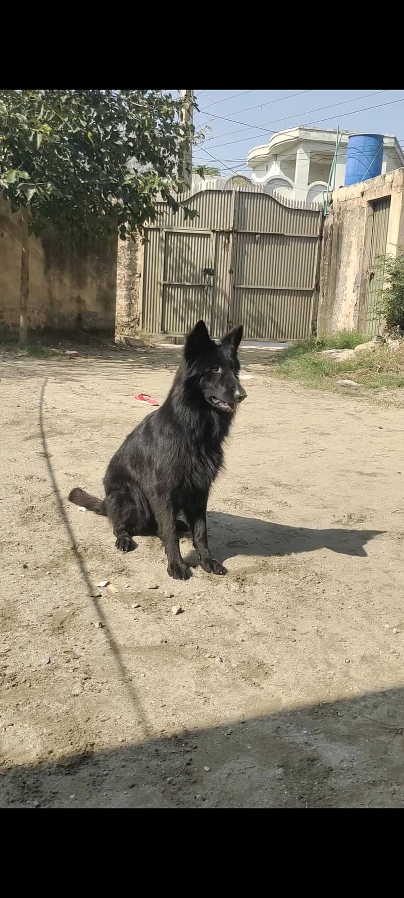 black German shepherd 7