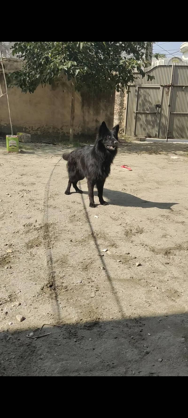 black German shepherd 8