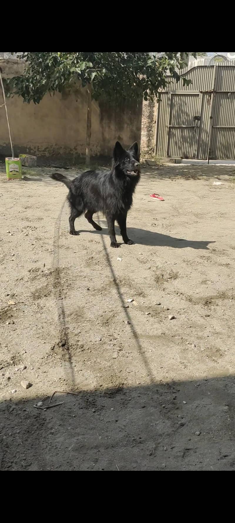 black German shepherd 9